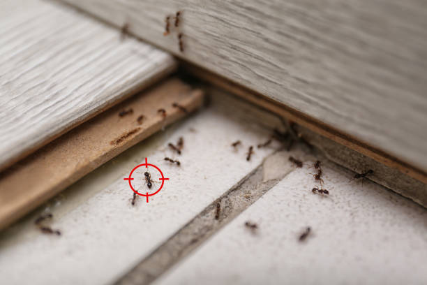 Best Exterminator Services  in Columbus, TX