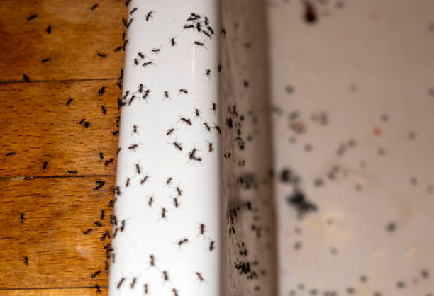 Wasp Removal Services in Columbus, TX