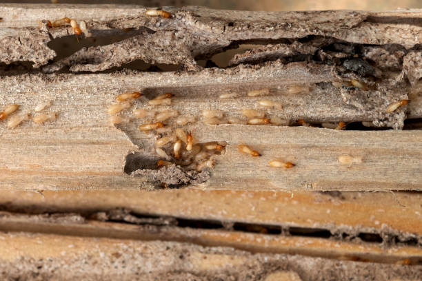 Best Wildlife Control Services  in Columbus, TX